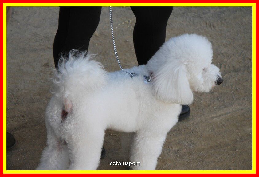 180311 mostra_canina 010.jpg
